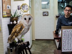 Tren Kafe Burung di Jepang Diterpa Isu Penyiksaan Hewan