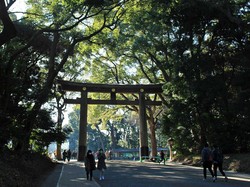 Kuil Meiji Jingu, Sisi Lain Dibalik Hingar Bingar Shibuya