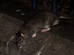 Potret Warga Paris Hidup Berdampingan dengan Tikus, Populasinya Disebut Capai 6 Juta