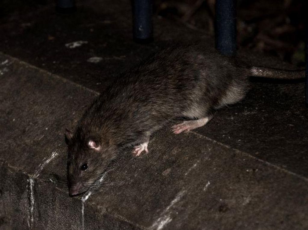 Di Tengah Pandemi Corona, Penyakit Kencing Tikus Tewaskan 1 Orang di Klaten Di Tengah Pandemi Corona, Penyakit Kencing Tikus Tewaskan 1 Orang di Klaten