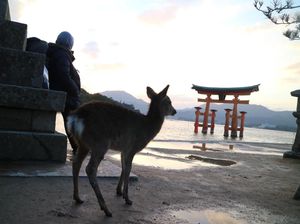 Tentang Rusa Sika, Hewan Suci dari Jepang