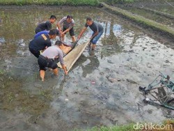 Petani di Cirebon Tewas Tertabrak Kereta Saat Naik Ontel