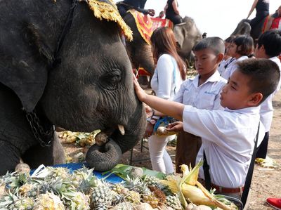 Keseruan Warga Thailand Rayakan Hari Gajah