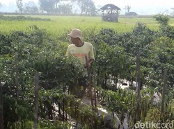Puluhan Hektare Tanaman Cabai di Garut Terserang Patek