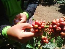 Kementan Dorong Bondowoso Jadi Penghasil Kopi Ekspor