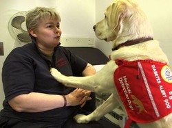 Kisah Pasien Diabetes Tipe 1 dan Anjing yang Jadi Alarm-nya