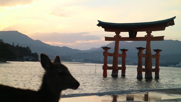 Membunuh Rusa Suci Jepang, Bisa Dihukum Mati!