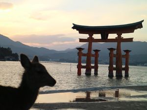 Membunuh Rusa Suci Jepang, Bisa Dihukum Mati!