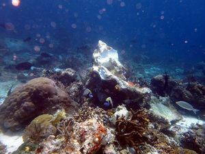 KLHK Pelajari Kasus Kapal Pesiar Rusak Terumbu Karang Raja Ampat