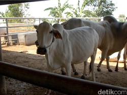 Swasembada Daging, 59.000 Sapi di Pasuruan Ikut Inseminasi Buatan