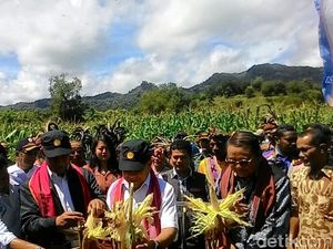 Ke Perbatasan NTT, Mentan Panen Jagung dan Kacang Tanah
