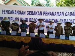 Jaga Pasokan Lebaran, Kementan Ajak Ibu-ibu PKK Tanam Cabai
