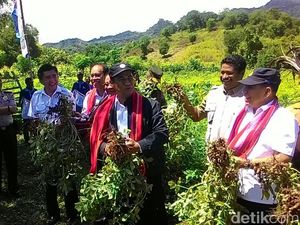 Kawasan Pangan di Perbatasan NTT-Timor Leste Dibangun