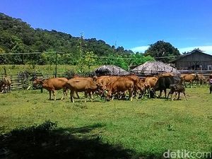 Amran Berikan Inseminasi Buatan ke Sapi Bali di NTT