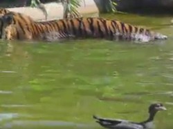 Bebek Paling Pemberani, Kerjai Harimau di Bonbin Australia