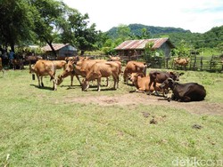 NTT Ingin Jadi Pemasok Sapi untuk Kebutuhan Nasional