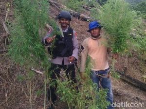 Polisi Temukan 200 Pohon Ganja yang Ditanam di Antara Padi