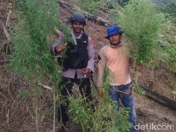 Polisi Temukan 200 Pohon Ganja yang Ditanam di Antara Padi