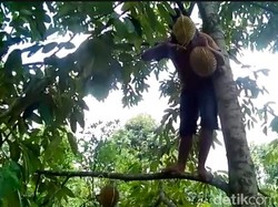 Petani Durian Pasuruan Bersyukur Meski Panen Tidak Memuaskan