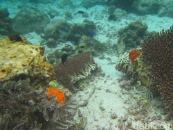 Pemkab Berharap Kerusakan Karang Tak Pengaruhi Wisata Raja Ampat