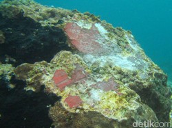 Pulih atau Mati, Apa Nasib Karang Raja Ampat Usai Ditabrak Kapal?