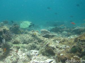 Apa Kata Ahli Kelautan Soal Kerusakan Karang di Raja Ampat?