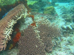 Bantah Rusak Lingkungan, Ini Penjelasan Pengusaha Karang Hias