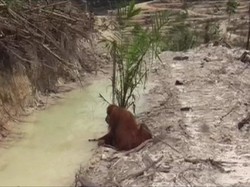 Hutan Jadi Industri Perkebunan, Orangutan pun Dianggap Hama