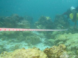 KKP Belum Pastikan Kerugian Rusaknya Terumbu Karang di Raja Ampat