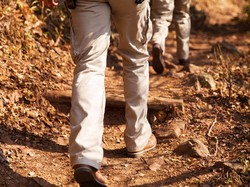 Turis Ini Nyaris Perkosa Sapi Setelah Diputusin Pramugari