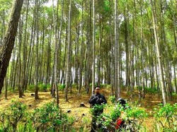 5 Hutan Pinus Keren Untuk Foto OOTD yang Kekinian