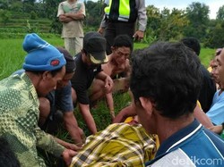 Bersihkan Rumput, Supiatun Tewas Tersambar Petir