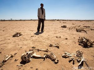 26 Orang Tewas Akibat Kelaparan di Somalia Hanya dalam 36 Jam