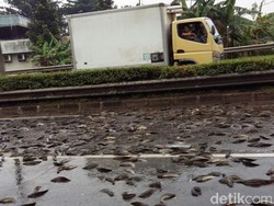 Mobil Kecelakaan, Muatan Lele Berhamburan di Tol Cikunir