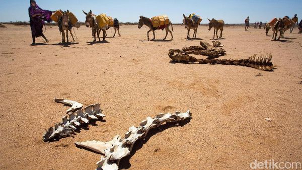 Hewan-hewan di Somalia Mati Kelaparan