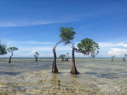 Yang Belum Kamu Tahu dari Sumba, Pohon Menari