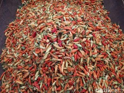 Jurus Kementan Bantu Petani Cabai Pemula