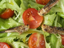 Restoran Ini Tawarkan Kelas Memasak untuk Sajian Serangga!