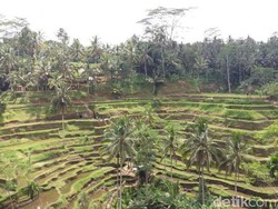 Bali Punya Sawah Seindah Ini