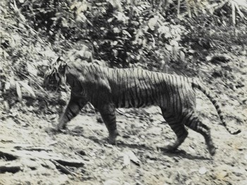 Punah di Ujung Bedil Belanda