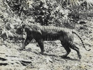 Sempat Dikira Punah, 5 Hewan Ini Ditemukan Lagi di Indonesia Sempat Dikira Punah, 5 Hewan Ini Ditemukan Lagi di Indonesia