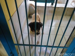 Mau Adopsi Kucing/Anjing di Puskeswan Ragunan? Harus Punya KTP DKI
