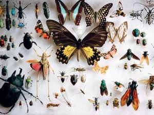 Waduh! Traveler Ceko Selundupkan Ribuan Ekor Serangga dari Australia