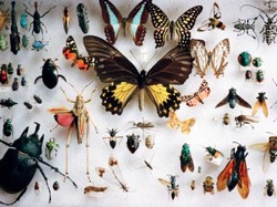 Waduh! Traveler Ceko Selundupkan Ribuan Ekor Serangga dari Australia