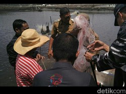 Hadiri Panen Udang di Kolaka, Susi Pesan Petani Jaga Ekosistem