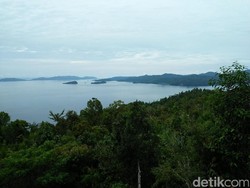 Mau Lihat Cendrawasih di Hutan Raja Ampat?