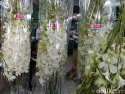 Anggrek Asal Thailand Masuk RI Sejak 2004