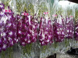 Kemendag: Anggrek yang Diimpor Tak Ada di Indonesia