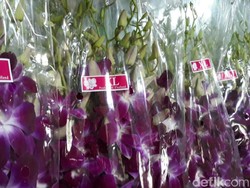 RI Impor Anggrek dari Thailand, Ini Penampakannya