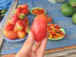 Tomat Lonjong & Aneka Dagangan Unik di Pasar Atambua